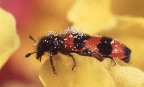 Trichodes apiarius